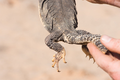 Uromastyx dispar