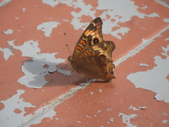 Junonia genoveva hilaris
