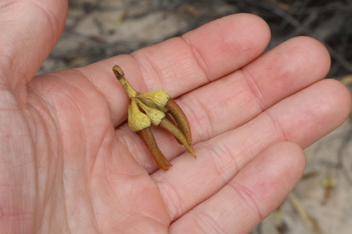 Image of Eucalyptus tenera by (c) Greg Tasney, some rights reserved (CC BY-SA)