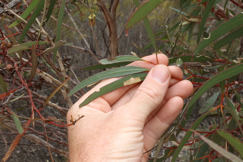 Image of Eucalyptus tenera by (c) Greg Tasney, some rights reserved (CC BY-SA)