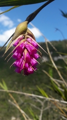 Elleanthus maculatus