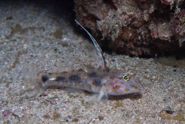 Blotched Goby