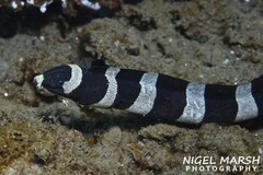 Harlequin Snake-Eel photo 2