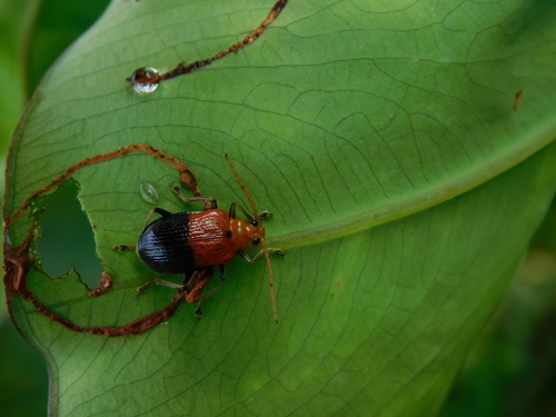 Aplosonyx semiflavus · iNaturalist