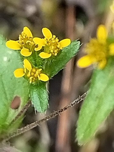 Image of Jaegeria hirta by no rights reserved