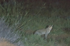 Felis lybica lybica