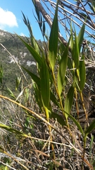 Elleanthus maculatus