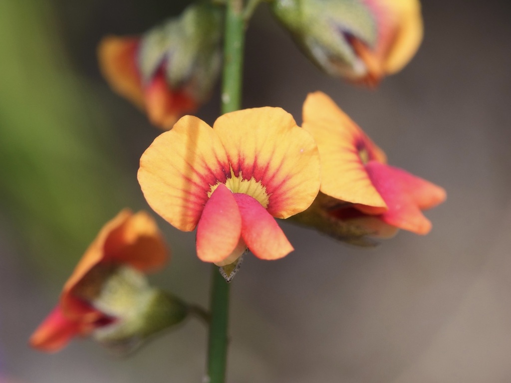 leafless globe-pea
