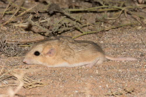 Fat-tailed Gerbil (Pachyuromys duprasi) — Least Concern Mammalia