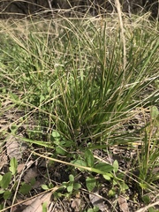 Nassella leucotricha