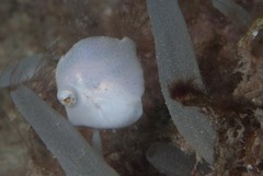 Brachaluteres taylori