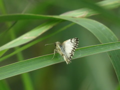 Heliopetes omrina