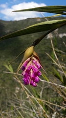 Elleanthus maculatus