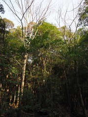 Elaeocarpus japonicus