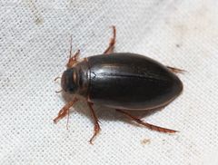 Colymbetes striatus
