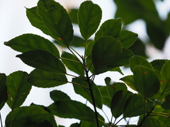 Elaeocarpus japonicus