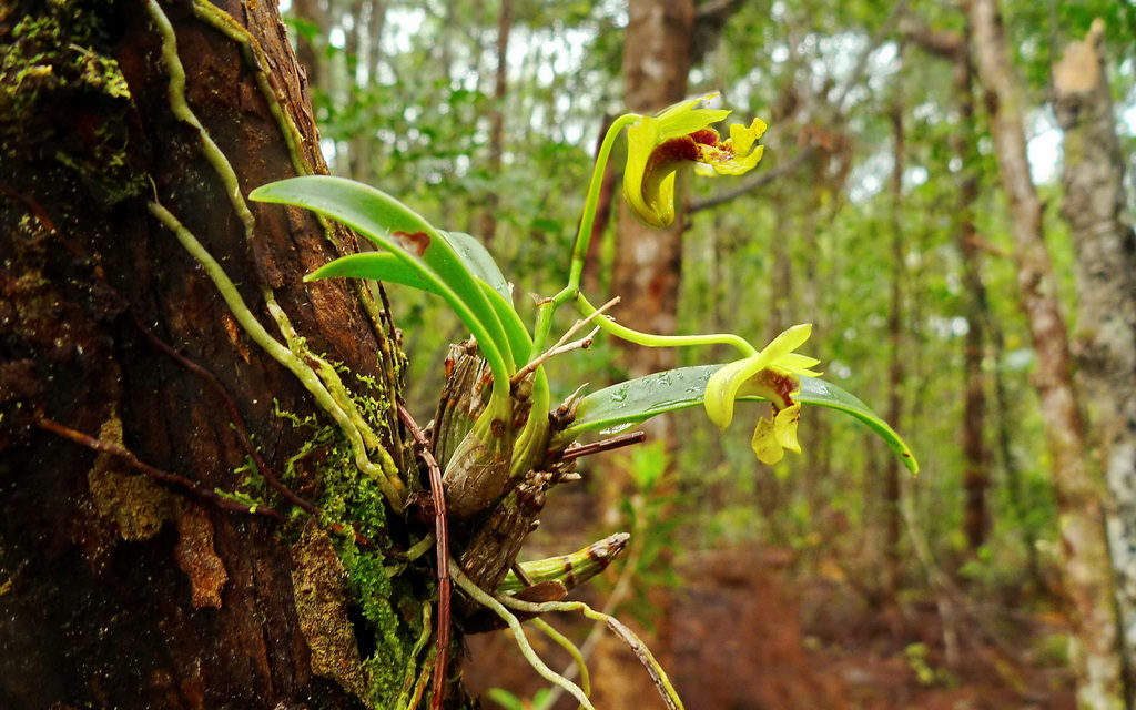 Dendrobium ngoyense Schltr. 3
