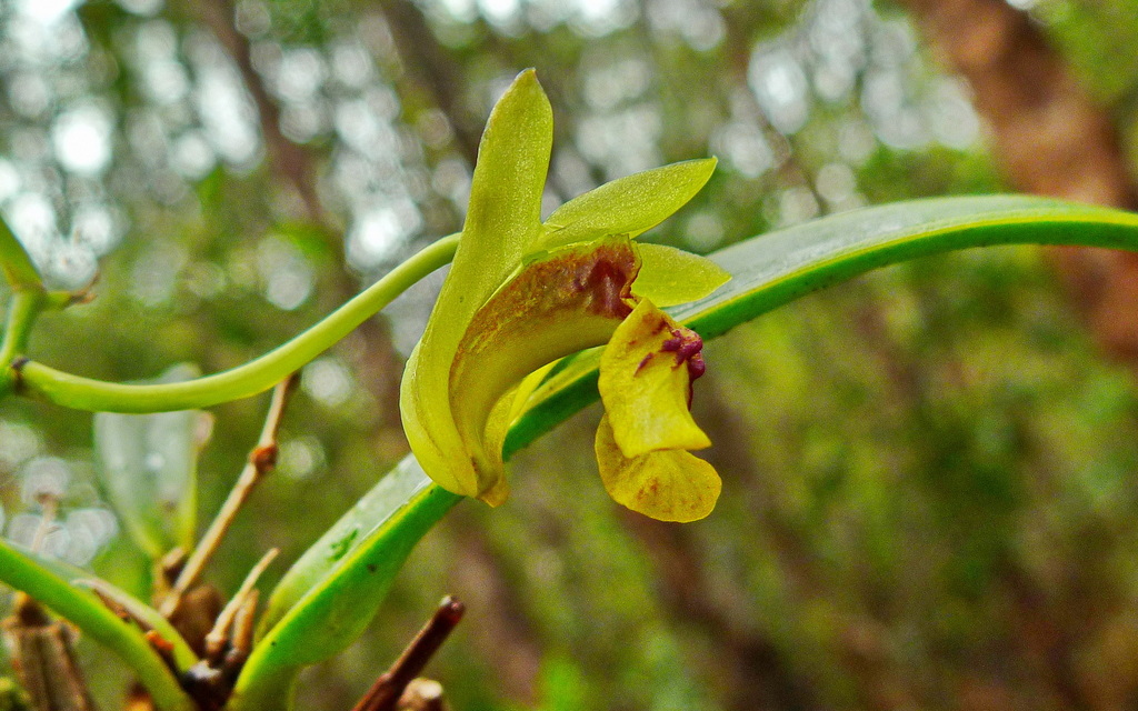 Dendrobium ngoyense Schltr. 4