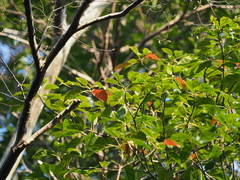 Elaeocarpus japonicus