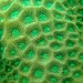 五邊角菊珊瑚 - Photo 由 Abhishek Jamalabad 所上傳的 (c) Abhishek Jamalabad，保留部份權利CC BY-NC-SA
