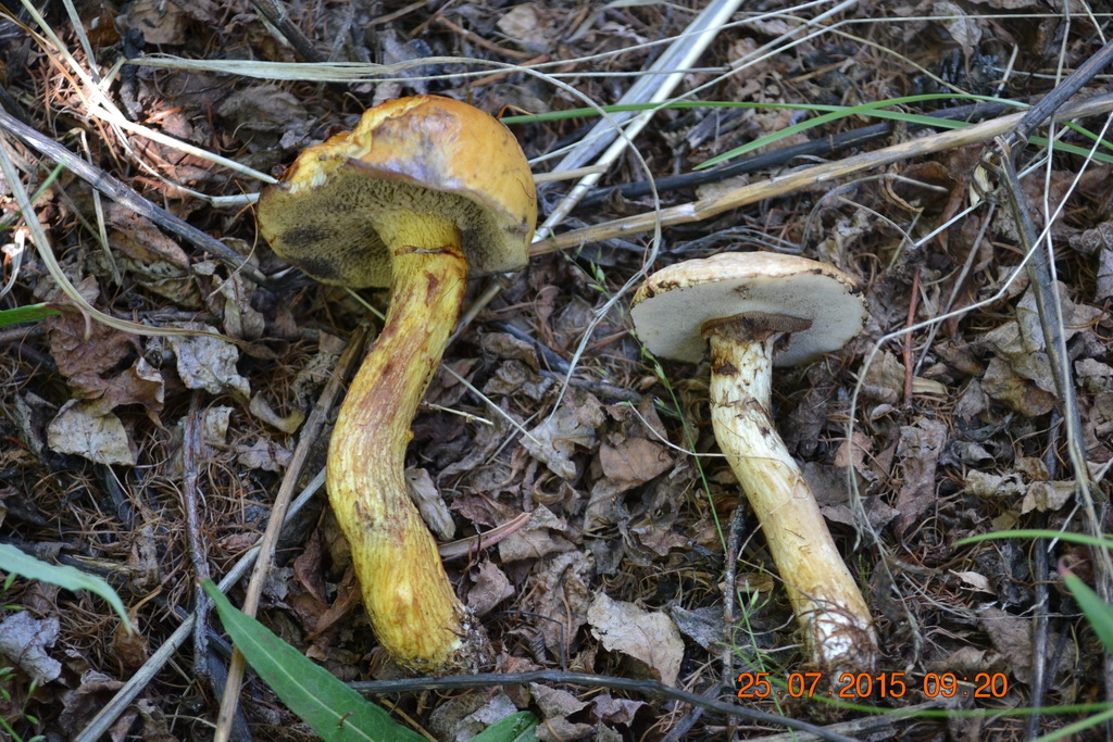 Suillus sibiricus · July 2015 · photo: © urgamal (iNaturalist, cc-by)