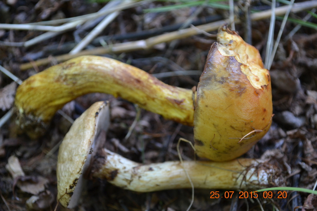 Suillus sibiricus