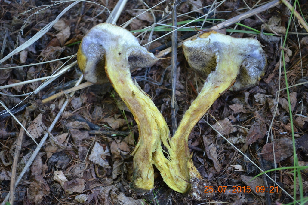 Suillus sibiricus · July 2015 · photo: © urgamal (iNaturalist, cc-by)