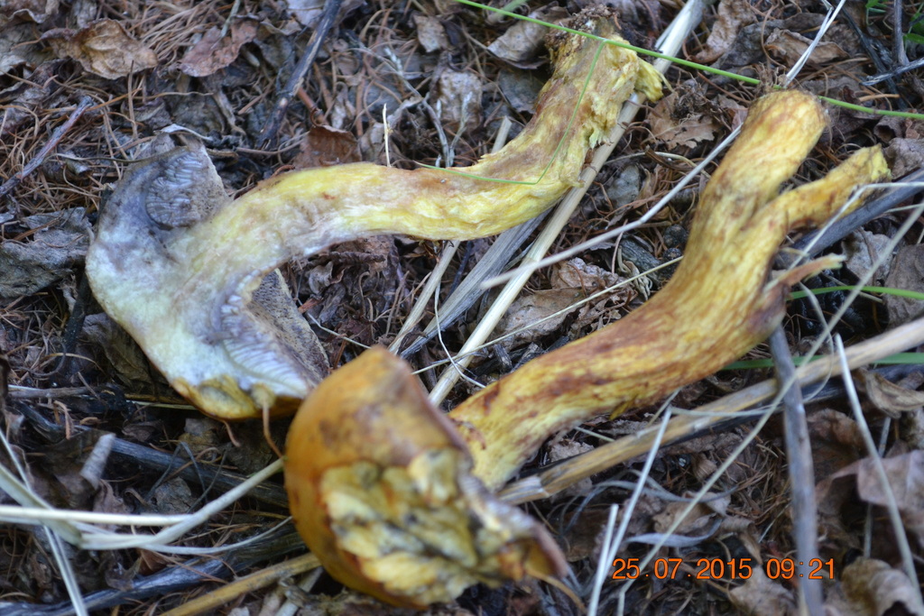 Suillus sibiricus · July 2015 · photo: © urgamal (iNaturalist, cc-by)