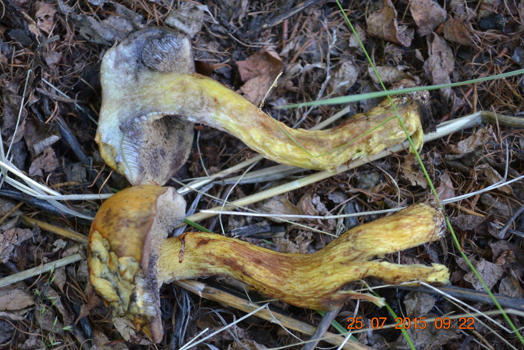 Suillus sibiricus · July 2015 · photo: © urgamal (iNaturalist, cc-by)