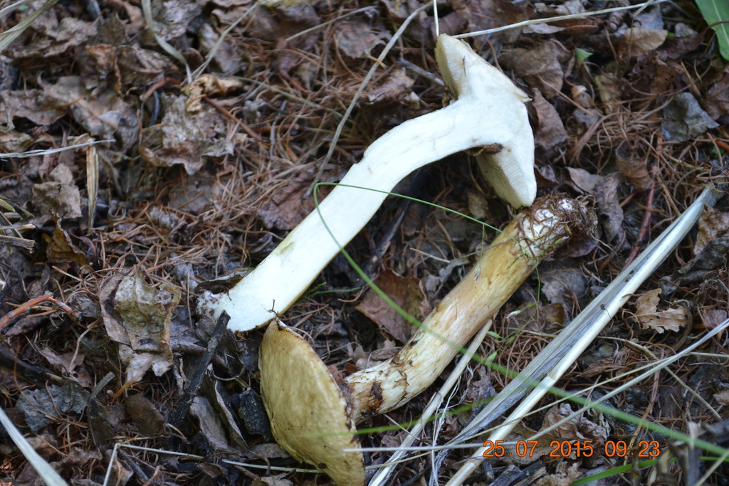 Suillus viscidus · July 2015 · photo: © urgamal (iNaturalist, cc-by)