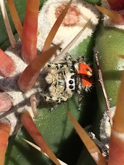 Phidippus phoenix