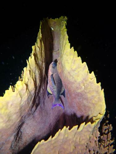 Creole wrasse