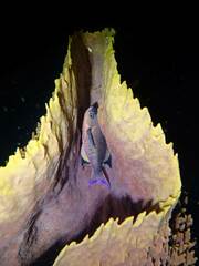 Creole wrasse