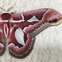 Rothschildia jacobaeae