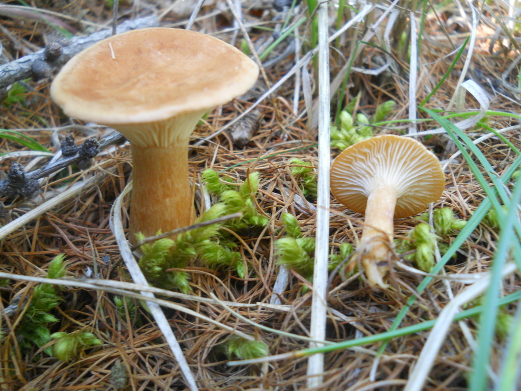 Infundibulicybe geotropa · July 2014 · photo: © urgamal (iNaturalist, cc-by)