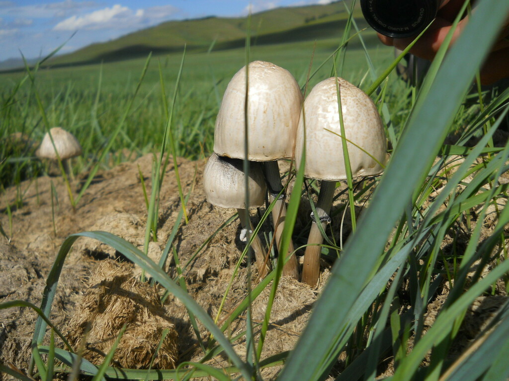 Panaeolus semiovatus · July 2014 · photo: © urgamal (iNaturalist, cc-by)