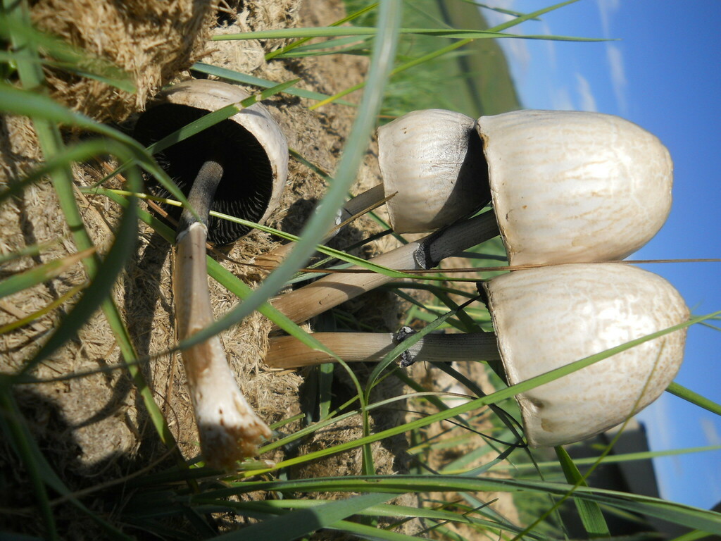 Panaeolus semiovatus · July 2014 · photo: © urgamal (iNaturalist, cc-by)