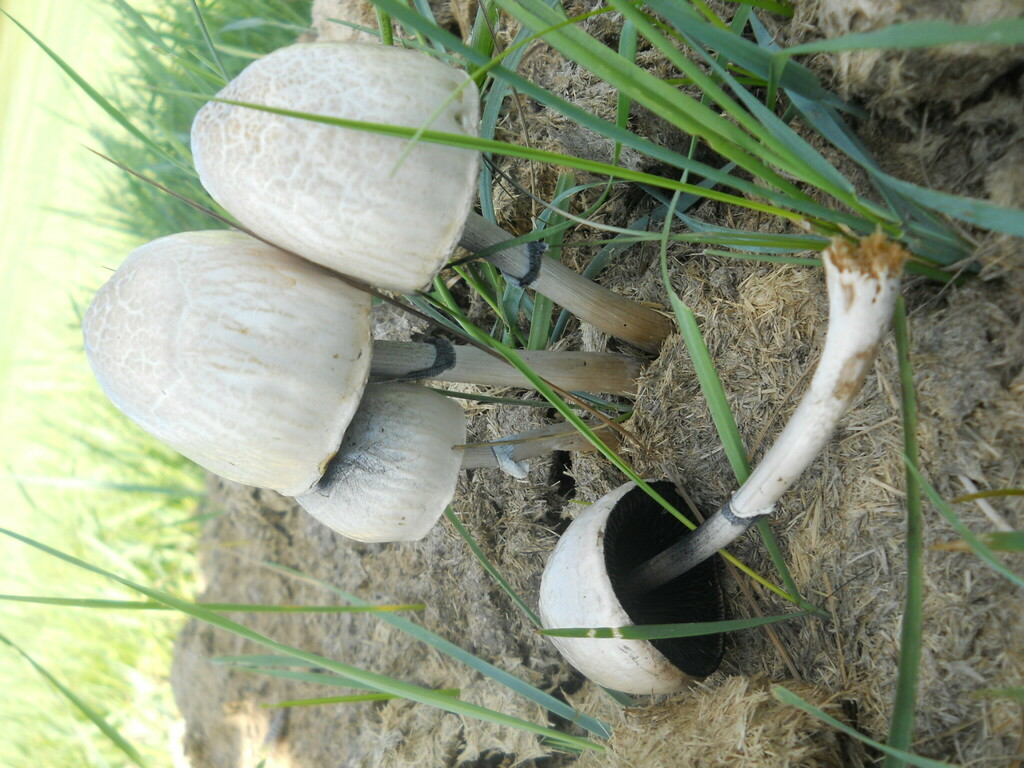 Panaeolus semiovatus · July 2014 · photo: © urgamal (iNaturalist, cc-by)