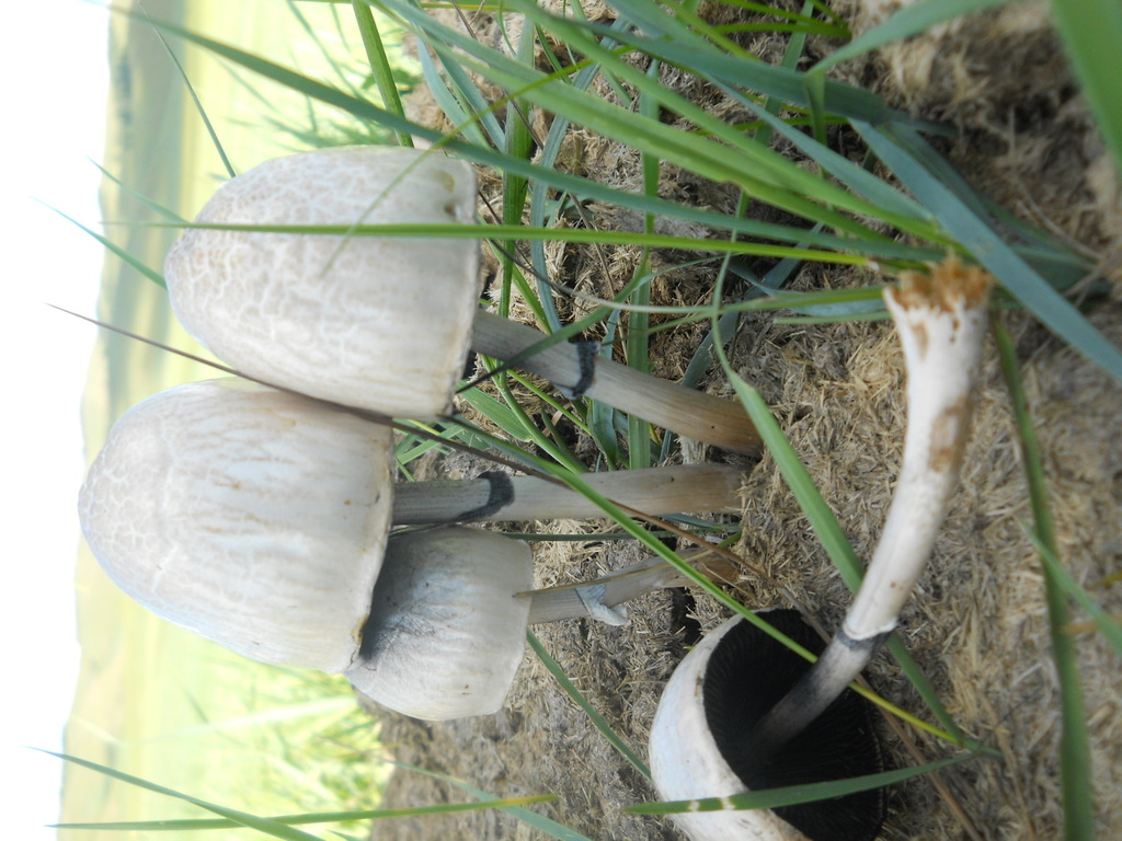 Panaeolus semiovatus · July 2014 · photo: © urgamal (iNaturalist, cc-by)