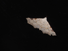 Prolophota trigonifera