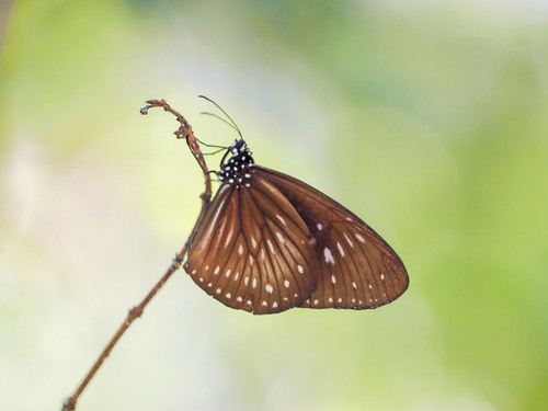Euploea algea (Godart, 1819)