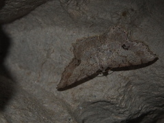 Calletaera subexpressa