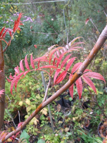 Sorbus commixta iNat (2)