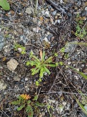 Chorizanthe procumbens