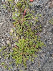Chorizanthe procumbens