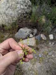 Chorizanthe procumbens