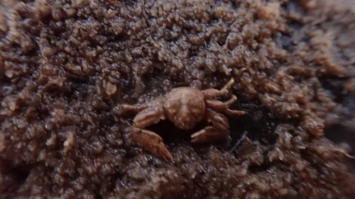 Enosteoides ornatus