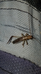 Tafalisca eleuthera