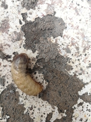 Polyphaga