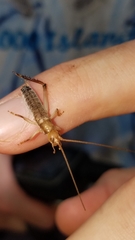 Tafalisca eleuthera
